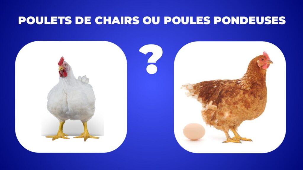 Débuter dans l’élevage : Poulets de chair ou poules pondeuses, que choisir ? | couvoir pro 228