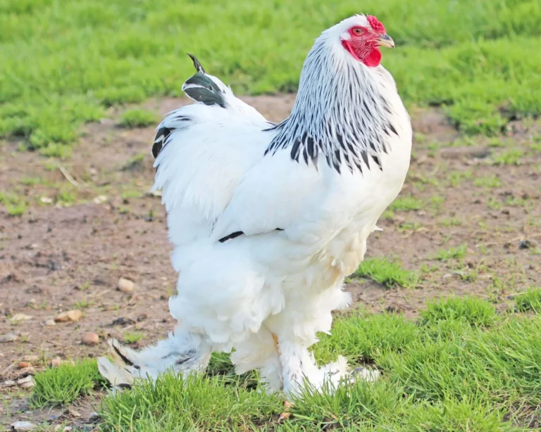 Tout savoir sur la race des poules Brahmas, avec un focus sur la variété Brahma Herminé